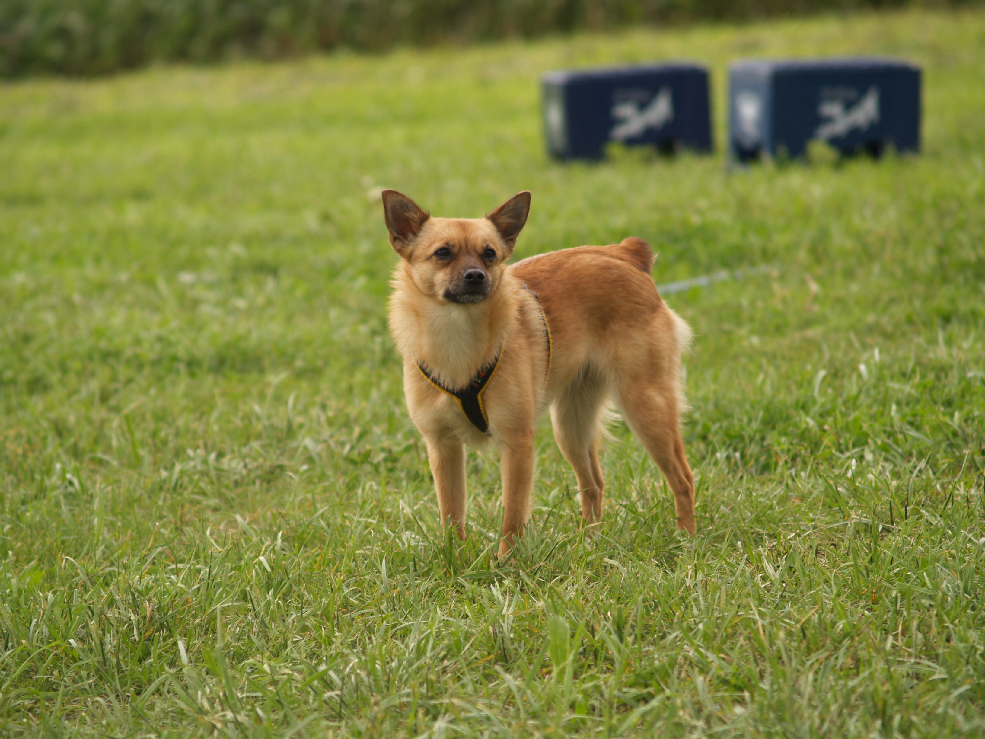 "wenn dein hund nicht weitergehen mag gibst du nach oder muss er