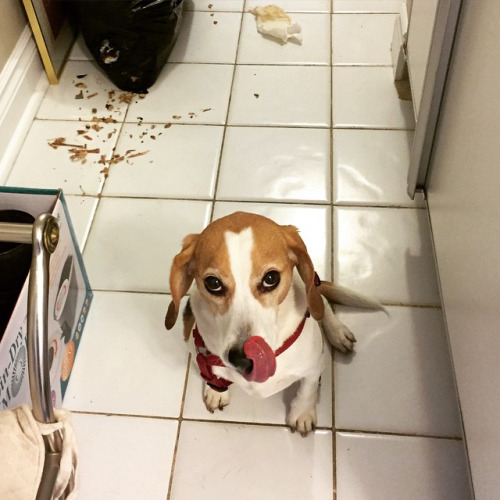 das schlechte gewissen beim hund&hellip;und wie du richtig reagierst