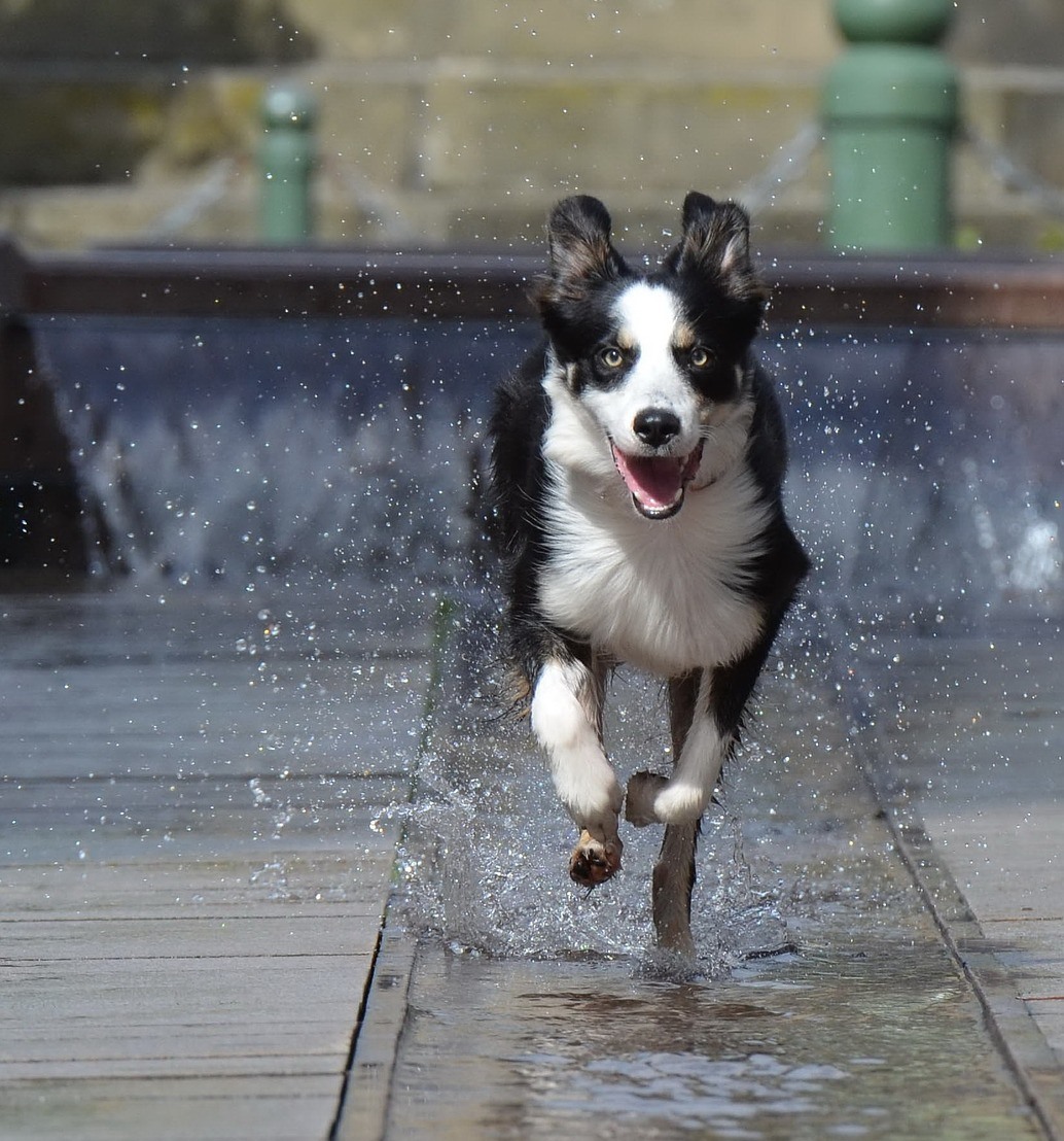 5 skurille dinge, die hunde für aufmerksamkeit tun