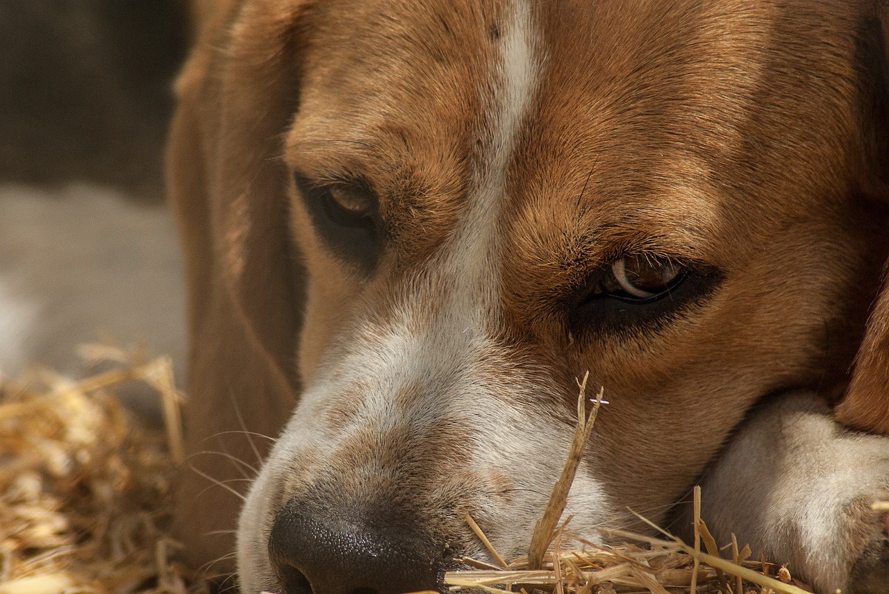 wenn der hund alles frisst tipps für die "müllschlucker"