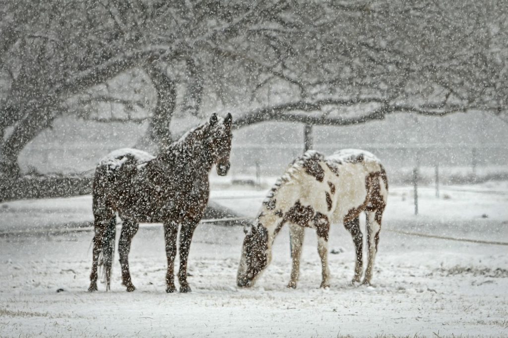 winterbeschäftigung fürs pferd