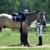 equestrian-1480944_1280