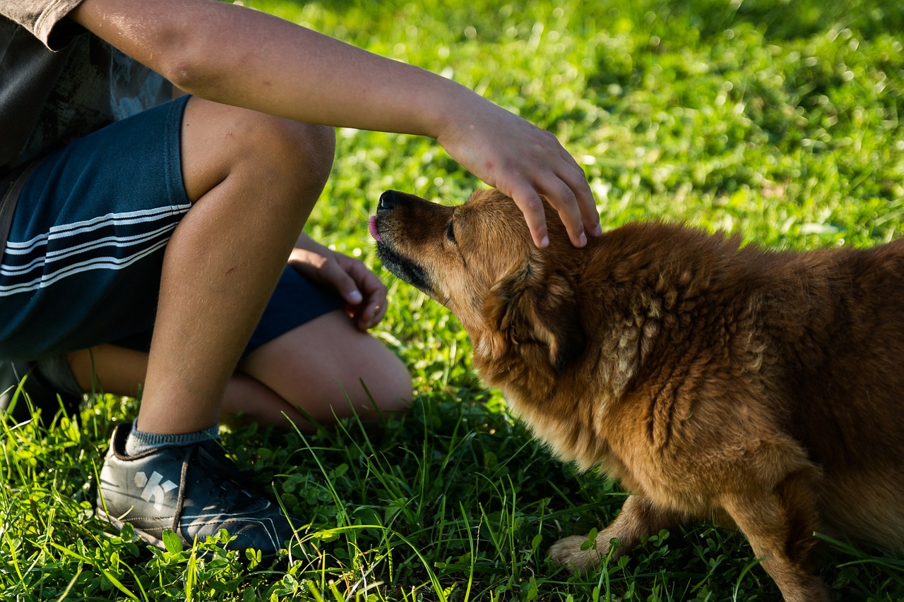 vorsicht, damit dein hund dein streicheln nicht als strafe empfindet! -