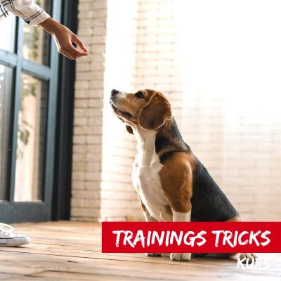 trainings tricks