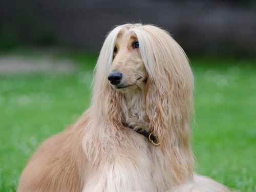 gelassenheit beim hund