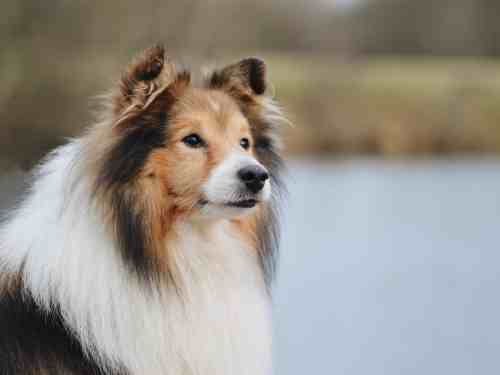 rechtzeitig eingreifen beim hund