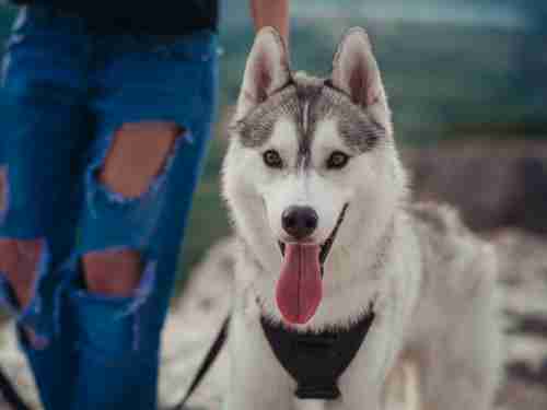 miteinander von hund und mensch