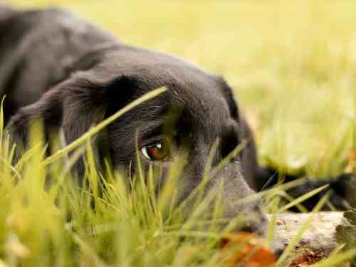 hundeerziehung fehler