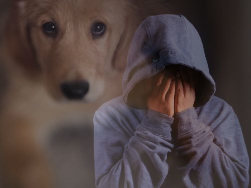 hund schlechtes gewissen