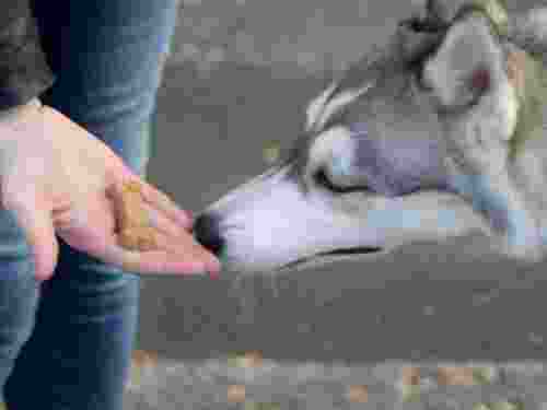 futterbelohnung unnatürlich