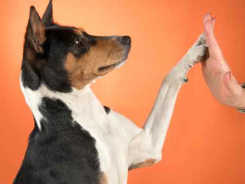 hund belohnen ohne futter