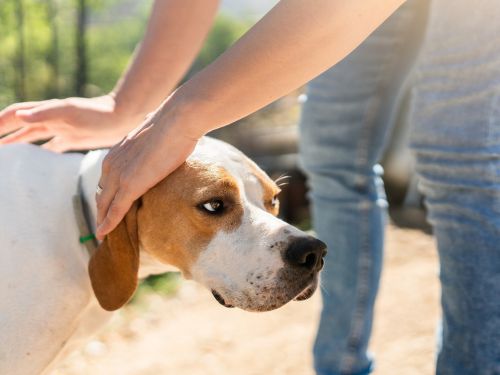 fremde hund streicheln