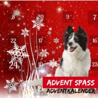 hunde adventkalender