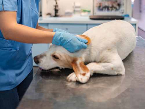 hund beim tierarzt
