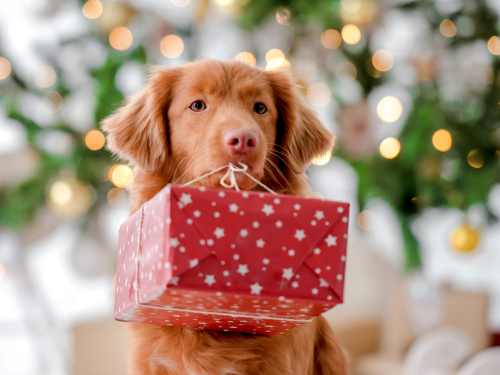 geschenke für den hund