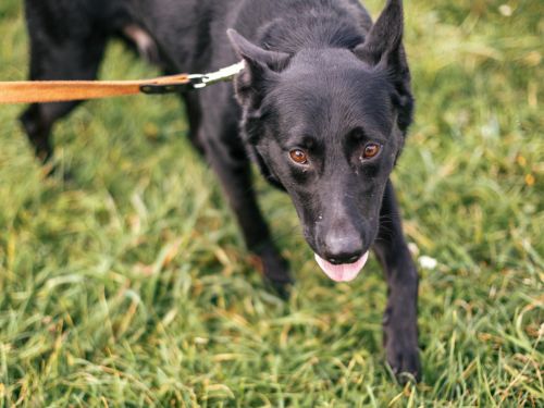 hunde nicht ansprechbar