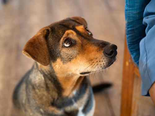 grenzen setzen hund