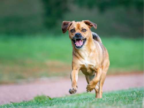 hund impulsiv