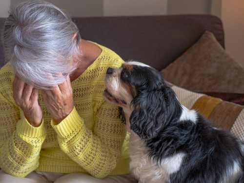 problemverhalten beim hund