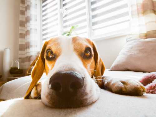 geruchsstress hund