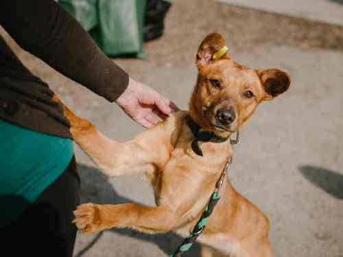 umweltbelohnung für den hund