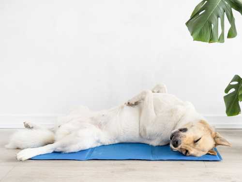 hitze hund
