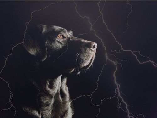 gewitterangst beim hund