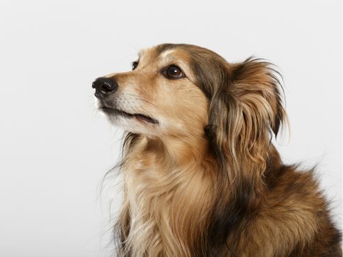 hund korrigieren