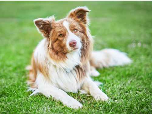 sprüche über hunde