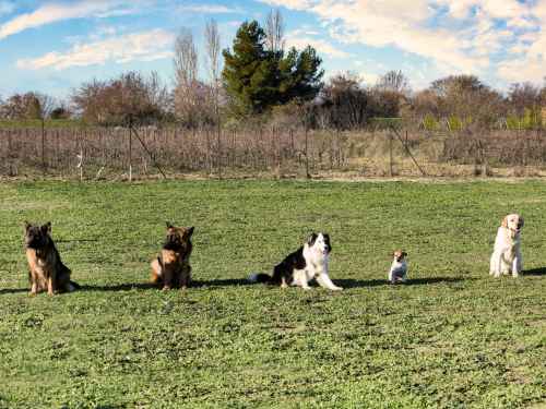 hundegruppe