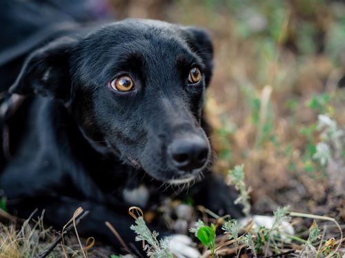 erschrecken beim hund