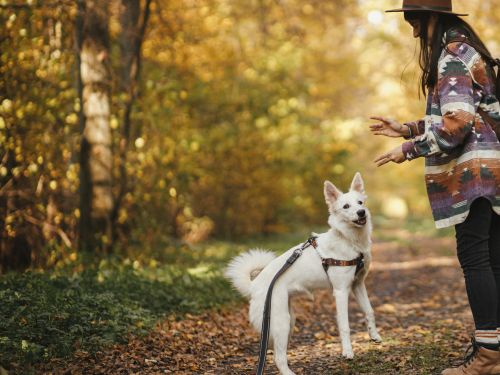 körpersprache hund