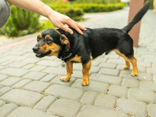 hund hat angst vor fremden
