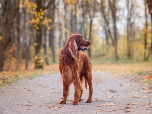 hund bleibt am weg