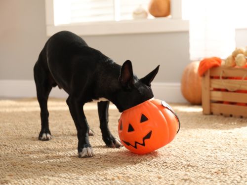 hunde halloween