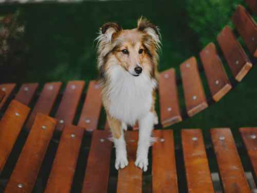 geschicklichkeit hund